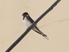 Hirundo rustica