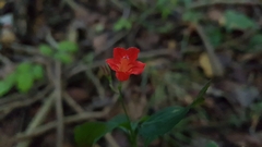 Ruellia brevifolia