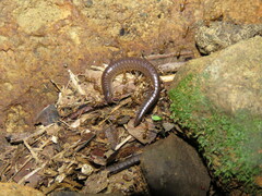 Stemmiulidae