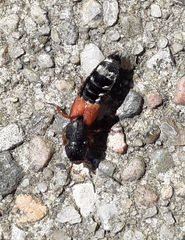 Platydracus stercorarius