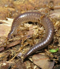 Stemmiulidae