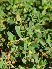 Polygonum arenastrum