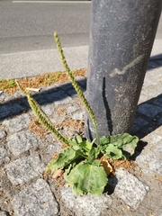 Plantago major