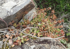 Crassula pellucida marginalis