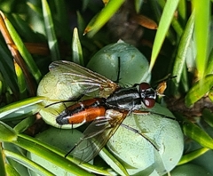 Mintho rufiventris