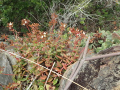 Crassula pellucida marginalis
