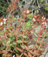 Crassula pellucida marginalis