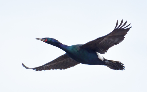 Pelagic Cormorant