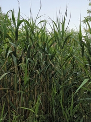 Phragmites australis