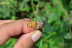 Orsilochides variabilis