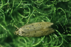 Pseudotelphusa paripunctella