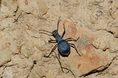 Leptoderis