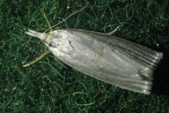 Calamotropha aureliella