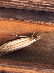 Crambus pascuella