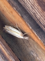 Crambus pascuella