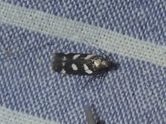 Filatima arizonella