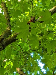 Sciurus vulgaris