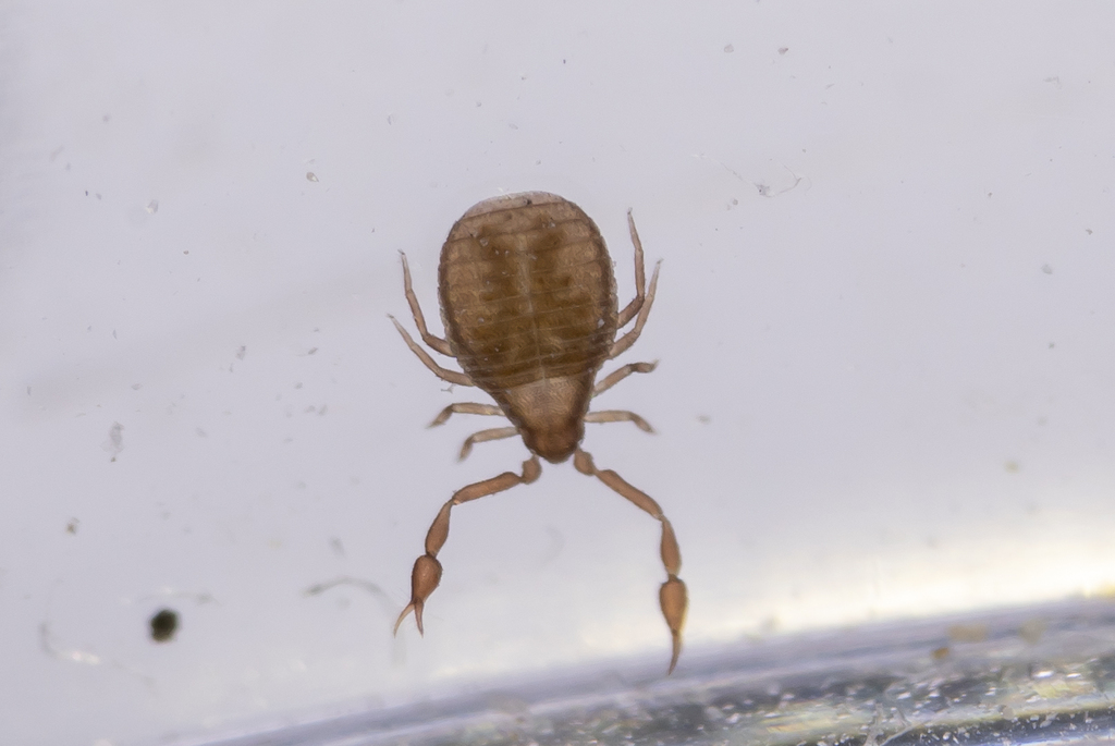 Apocheiridium ferum from Λωζάνη, Ελβετία on June 20, 2022 at 1149 PM