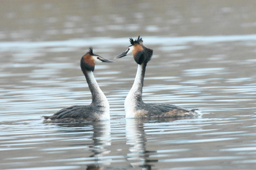 Somormujo lavanco (Podiceps cristatus)