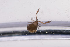 Pseudoscorpiones