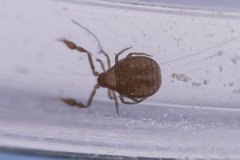 Pseudoscorpiones