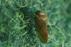 Iassus lanio