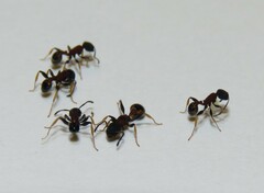 Temnothorax isabellae