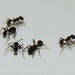 Temnothorax isabellae - Photo (c) chziemke, some rights reserved (CC BY-NC), uploaded by chziemke