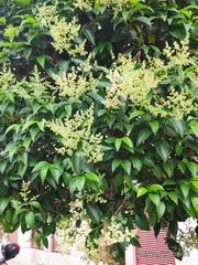 Ligustrum lucidum