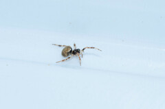 Dipoena melanogaster