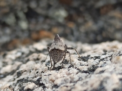 Orgeriinae