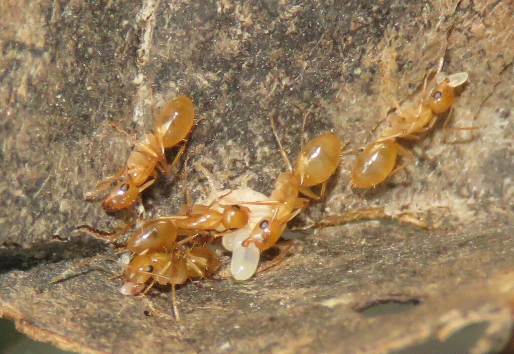 Camponotus boriquen