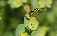 Chrysotoxum intermedium