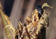 Scyphophorus yuccae