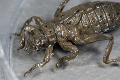 Arigomphus