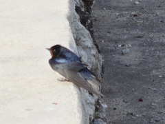 Hirundo rustica