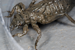 Arigomphus