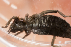 Arigomphus