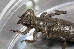 Arigomphus