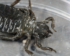 Arigomphus