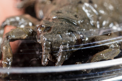 Arigomphus