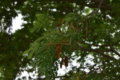 Pseudosamanea guachapele