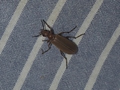 Epicauta ochrea