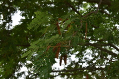 Pseudosamanea guachapele