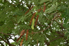 Pseudosamanea guachapele