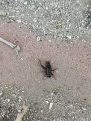 Modicogryllus