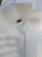 Trichoferus campestris