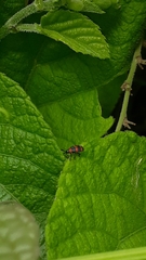 Microrhopala pulchella