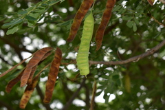 Pseudosamanea guachapele