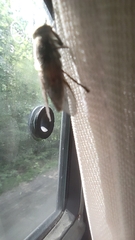 Tabanus maculicornis